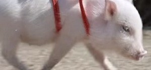 Picture of pig from commerical, aka Mr. Bombastic